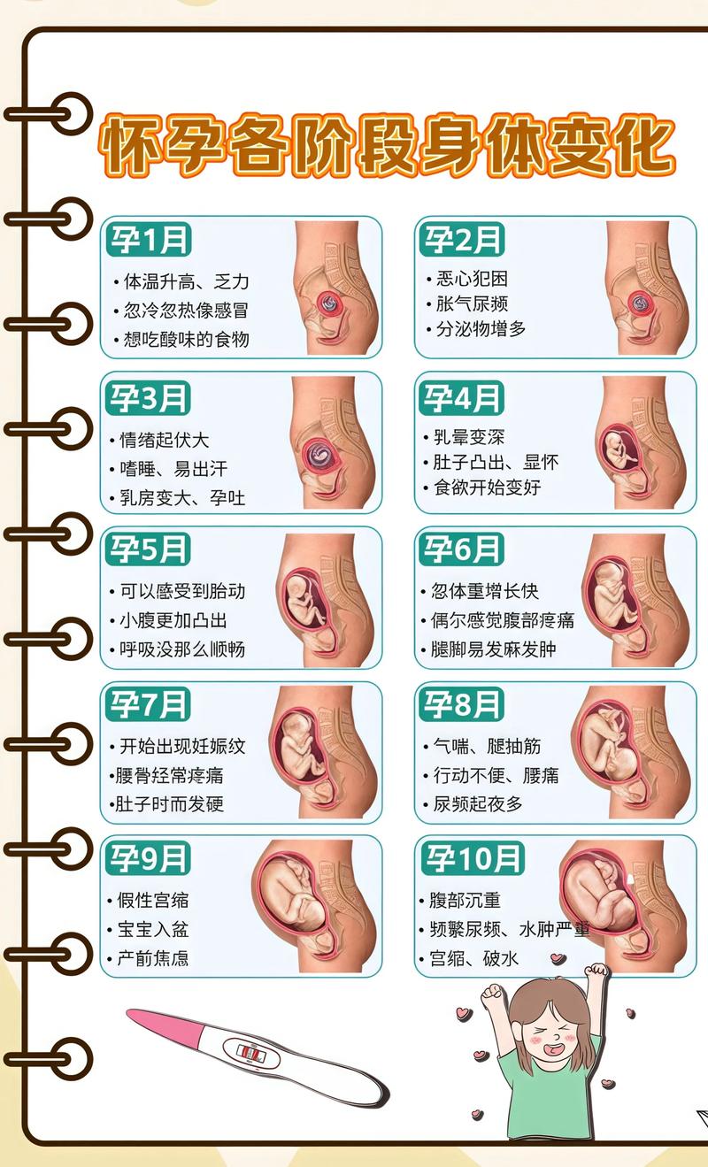 揭秘供卵代孕妈妈怀孕小腹分两节，孕期变化的奥秘五家渠代生机构: